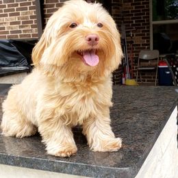 Brandy - Havanese