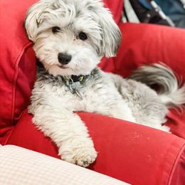 Dax - Havanese