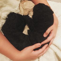 Poodle Puppies from Southern Standards Standard Poodles