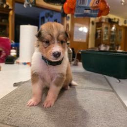Forest Green - Sable female Collie puppy in Wykoff, Minnesota from Country Collies