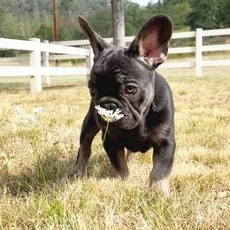 Bulldogs and French Bulldogs from Phamtastic Bulldogs