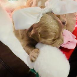 Goldey - Red female Maltipoo puppy in West Jordan, Utah from Mid Sized Maltipoos and More LLC