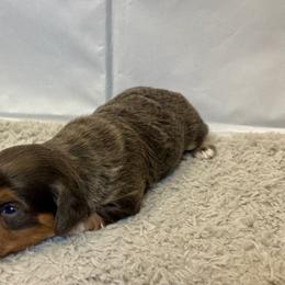 Teddy - Blue and tan male Dachshund puppy in Nederland, Louisiana from M & M Pups