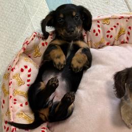Cinnamon - Black and cream female Dachshund puppy in Benson, North Carolina from Queen of Weens Mini Dachshunds