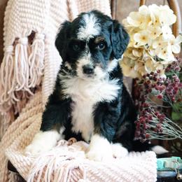 Mariposa - Tri-color female Bernedoodle puppy in Grove, Oklahoma from Grand Lake Poodles & Doodles
