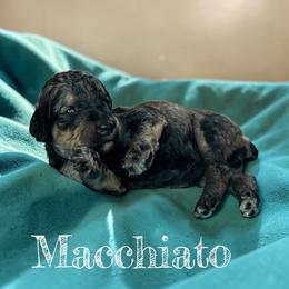 Macchiato - Sable female Poodle puppy in Ellenburg Center, New York from Kristin's Puppies