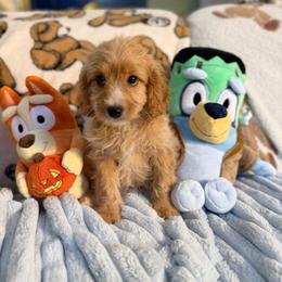 Bluey - Apricot male Cavapoo puppy in Woodridge, New York from Woodland poodles and Cavapoos