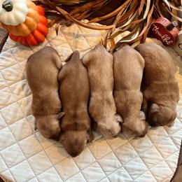 4th Deposit - Golden male Golden Retriever puppy in Denton, Maryland from Golden Horse Farm
