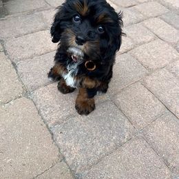 Cavapoo and Cockapoo Puppies from SunnySide Mini Doodles