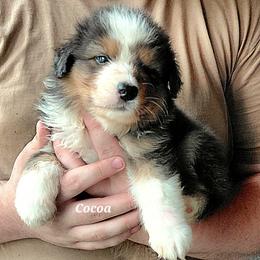 COCOA - Black tri-color female Australian Shepherd puppy in Elk Creek, Missouri from Hearts on Fire Australian Shepherds