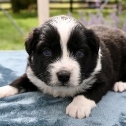 Malana - Black & white female Miniature American Shepherd puppy in Damascus, Oregon from Rebel Soul Minis