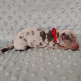 Puppy 5 - Blue and tan female Dachshund puppy in Krum, Texas from Dots N Spots Dachshunds