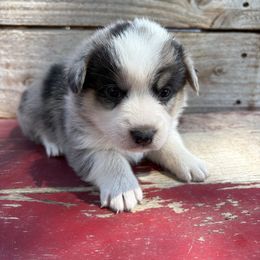 John - Blue merle and white male American Corgi puppy in Preston, Idaho from KC Bar