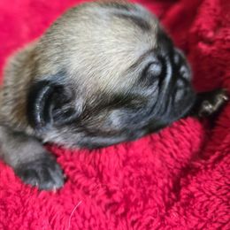 Fawn boy 1 - Fawn male Pug puppy in Gaffney, South Carolina from Sunset Farms