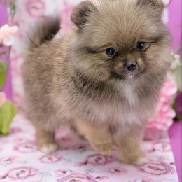 Kylie - Red sable female Pomeranian puppy in Gilroy, California from Belt Fed Kennels