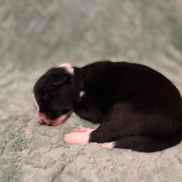 Pongo-black collar - Black and white male Border Collie puppy in St. Cloud, Florida from Marcy's Border Collies