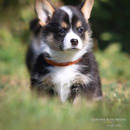 Pembroke Welsh Corgi Puppies from Golden Rose Corgis