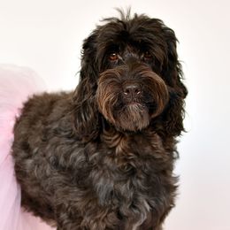 Chasse - Australian Labradoodle