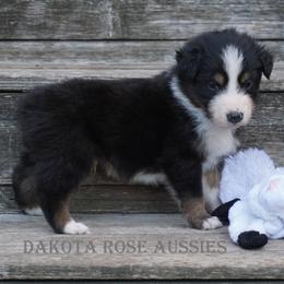 Boy 2 - male Australian Shepherd puppy in Burbank, South Dakota from Dakota Rose Aussies