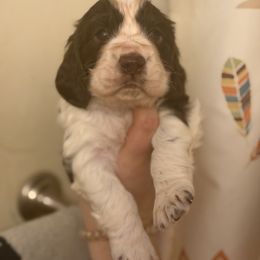Tennessee - Liver and white male English Springer Spaniel puppy in Huntingdon, Pennsylvania from Indian Creek Springers and Doxies