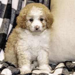 Blue Boy - Bernedoodle puppy from Duneland Doodles