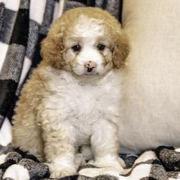 Blue Boy - Bernedoodle puppy from Duneland Doodles