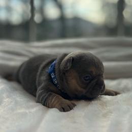 Blue collar - Tricolors female French Bulldog puppy in Salisbury, Maryland from 77 Frenchies Maryland