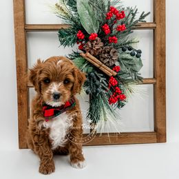 Pumpkin - Cavapoo puppy from Choice Paws Puppies