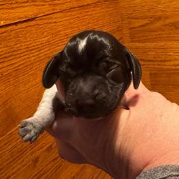 Me Yellow - Black tan and bluetick female Beagle puppy in Viper, Kentucky from Mountain Top