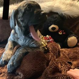 Mastiff Puppies from Eagle Pond Mastiffs