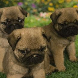 Pug puppies from Tammy's Pug Pups