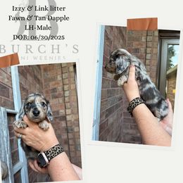 Dachshund puppies from Burch’s Mini Weenies