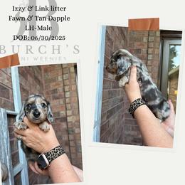 Dachshund puppies from Burch’s Mini Weenies