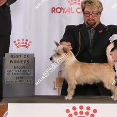 Miniature American Shepherd and Portuguese Podengo Pequeno All Grown Up from Kaprikorn