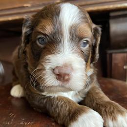 Snickers - Tri-color male Bernedoodle puppy in Superior, Arizona from Mountain Bridge Doodles