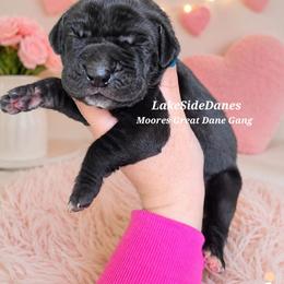 Shakira - Black female Great Dane puppy in Port Clinton, Ohio from LakeSide Danes