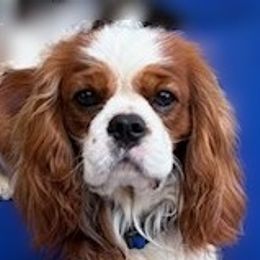 Winston - Cavalier King Charles Spaniel
