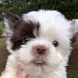Tiny - Parti male Yorkshire Terrier puppy in Gaylesville, Alabama from Sweet Alabama Yorkies