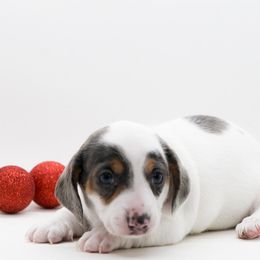 Female 1 - Dapple female Dachshund puppy in Childress, Texas from Taylor Farms