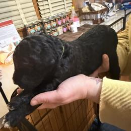 Boy 3 - Black male Goldendoodle puppy in Petersburg, West Virginia from Wv Diva Doodles