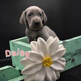 Daisy - Blue female Weimaraner puppy in Evart, Michigan from Drehbar Weimaraners