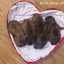 Shih Tzu Puppies from Beirin Breige Shih Tzus