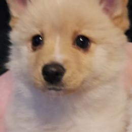 Pomsky Puppies from Bobbie Shurtz