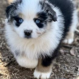 Owen - Blue merle male Miniature Australian Shepherd puppy in Patterson, North Carolina from DreamLine Aussies