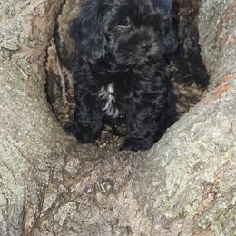 Pacman - Black and white male Shihpoo puppy in Wakeman, Ohio from Gemstone Puppies