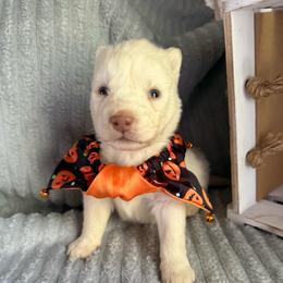 Tin Man - White male Siberian Husky puppy in London, Ohio from Rose Trail Siberian’s