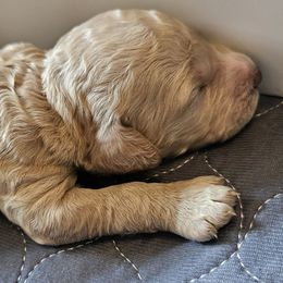 Cain - Apricot male Goldendoodle puppy in Kansas City, Missouri from Poppy's Doodles