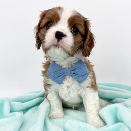 AKC Champion-Sired Mario - Blenheim male Cavalier King Charles Spaniel puppy in Louisville, Kentucky from Ali-Mae Cavaliers