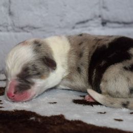 Minnie - Blue merle and white female Cardigan Welsh Corgi puppy in Rigby, Idaho from Star N Cardigan Corgis