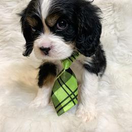 Cavalier King Charles Spaniel Puppies from Heaven Sent Cavaliers
